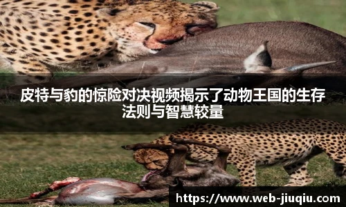 九球体育直播